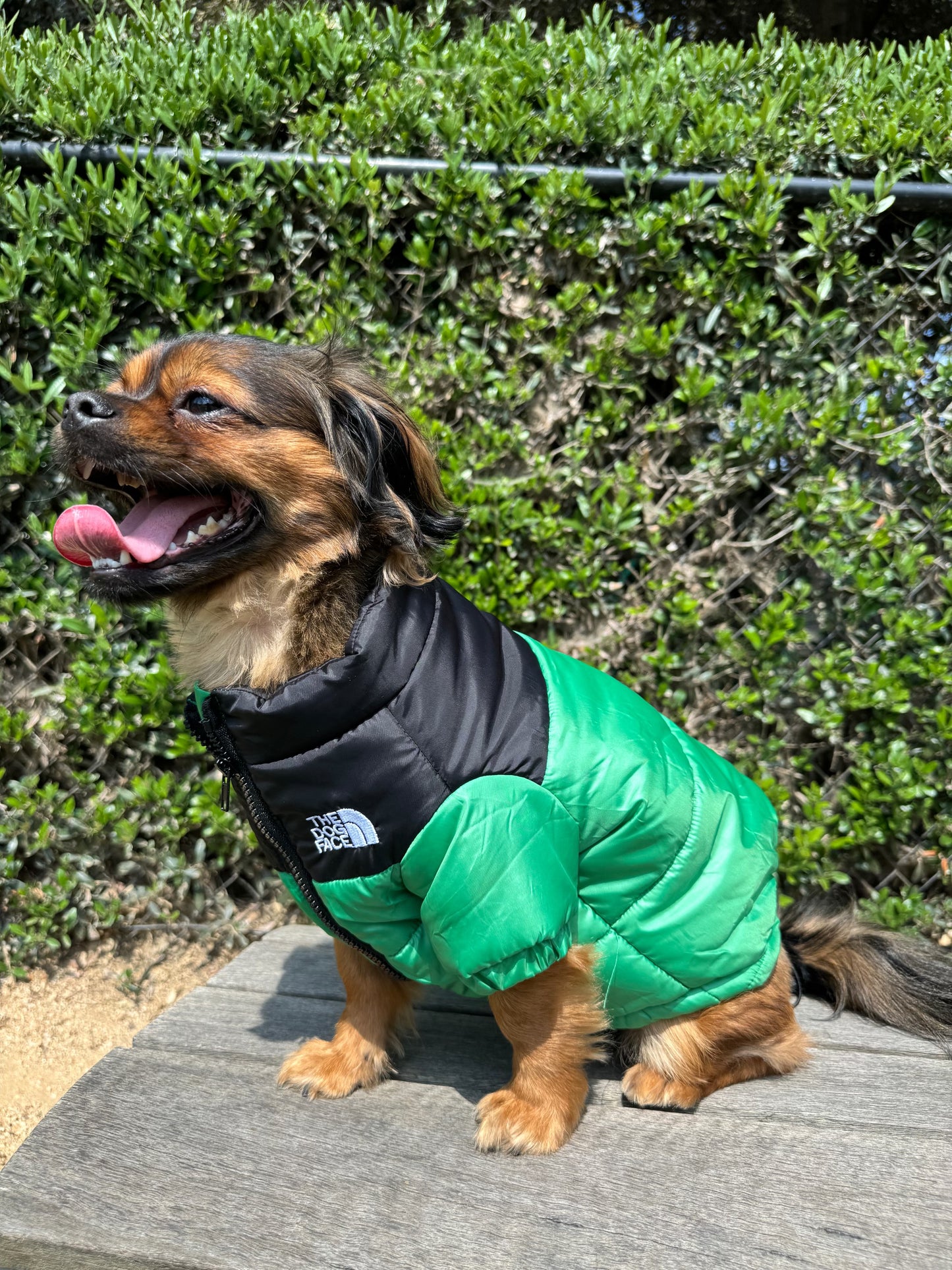 Waggle World - The Dog Face Doggy Designer Jacket