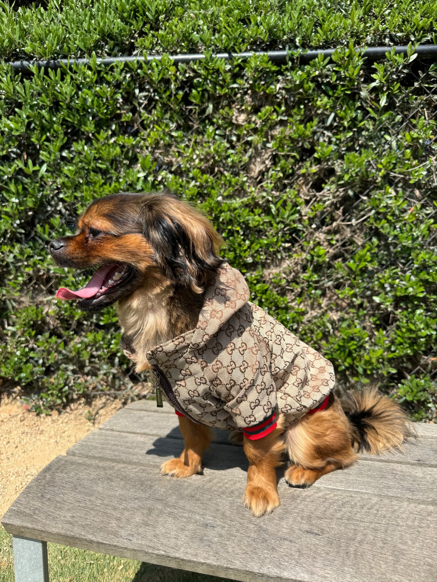 Waggle World - Gucci Doggy Designer Jacket