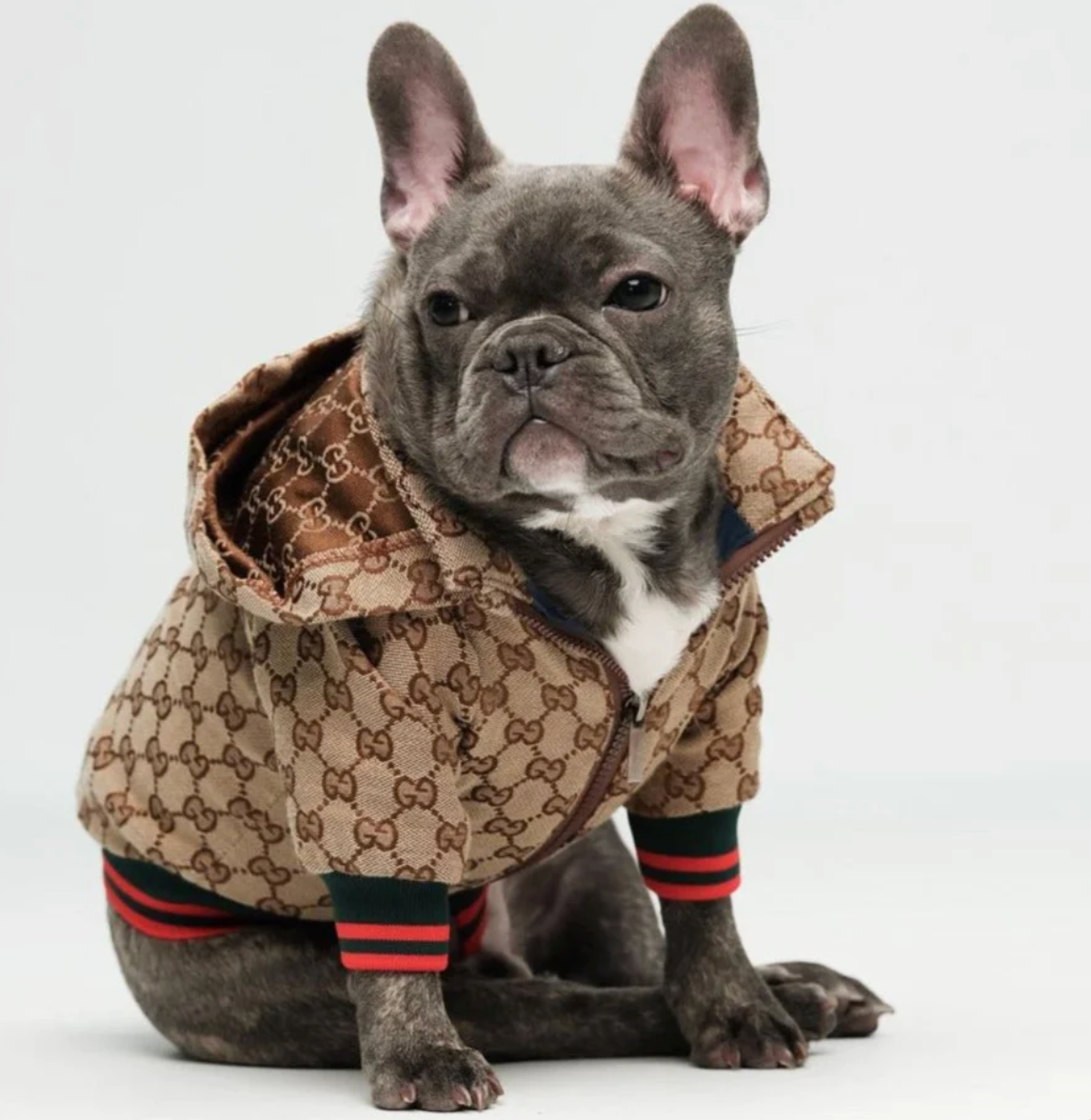 Waggle World - Gucci Doggy Designer Jacket