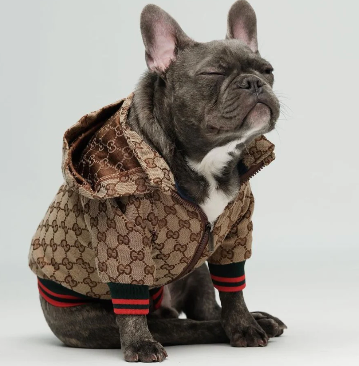 Waggle World - Gucci Doggy Designer Jacket